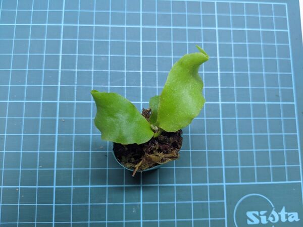 ビカクシダ SSフーン