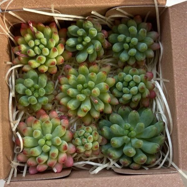 多肉植物*花火*カット苗①