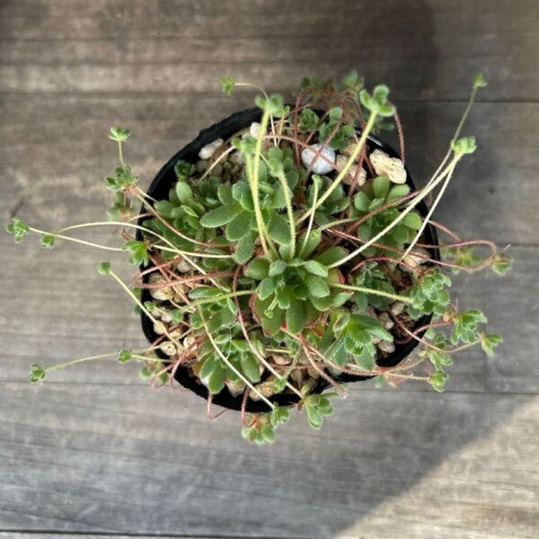 多肉植物*ロスラリア セドイデス*抜き苗