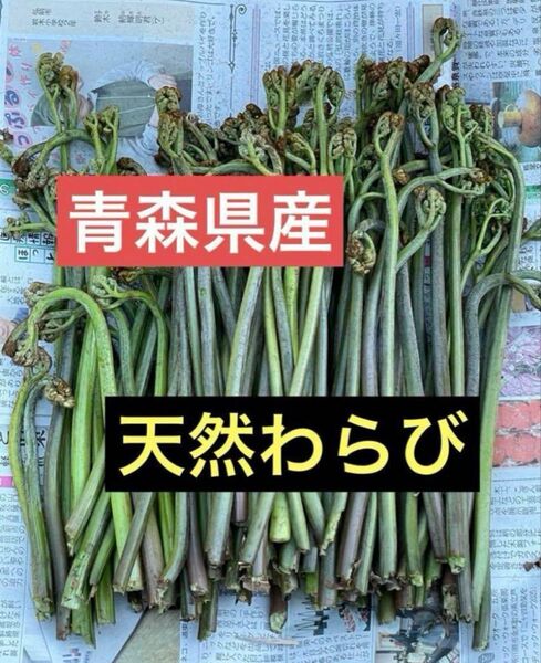 青森県産天然わらび約800g