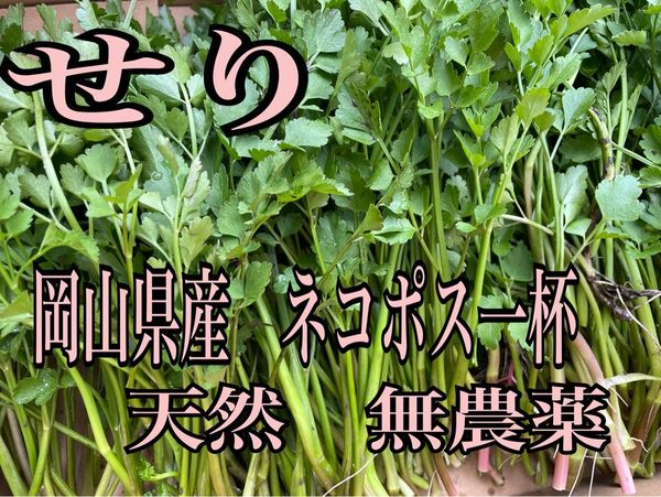 岡山県産 せり 天然 無農薬 ネコポス箱一杯 山菜 野菜 緑 自然植物 食材