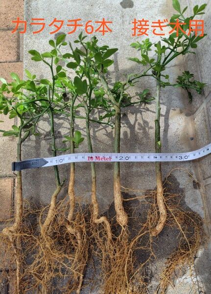 カラタチ苗 3年生6本