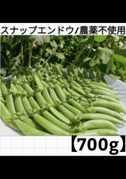 【700g】スナップエンドウ/農薬不使用/朝採れ