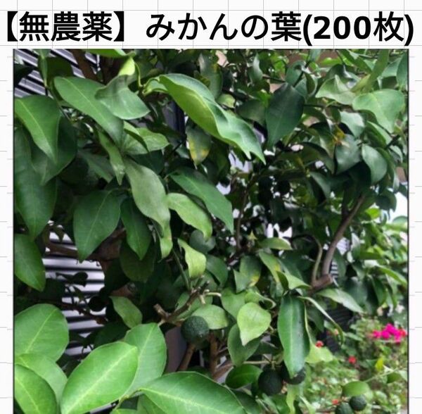 【無農薬】みかんの葉/約200枚