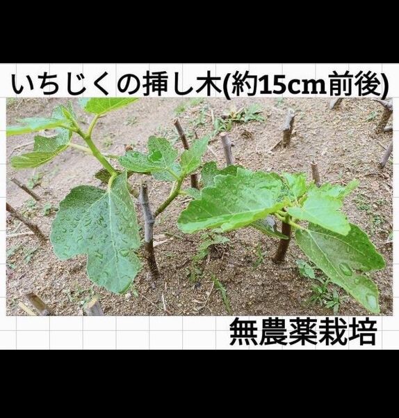 【2本】いちじくの挿し木/農薬不使用