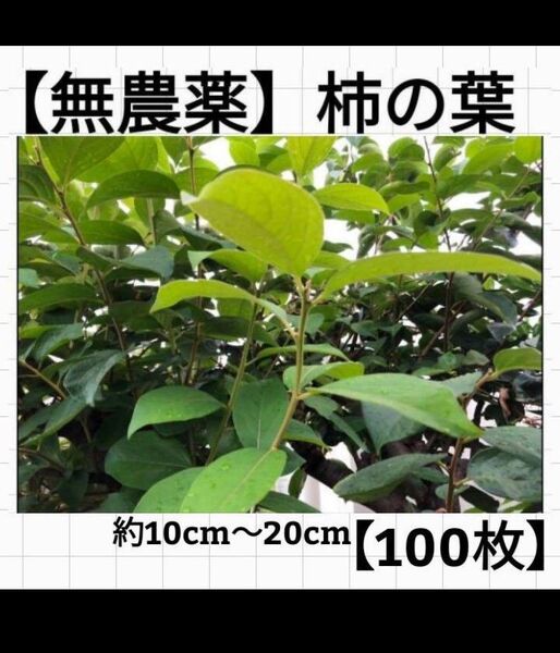 【無農薬】柿の葉/約100枚