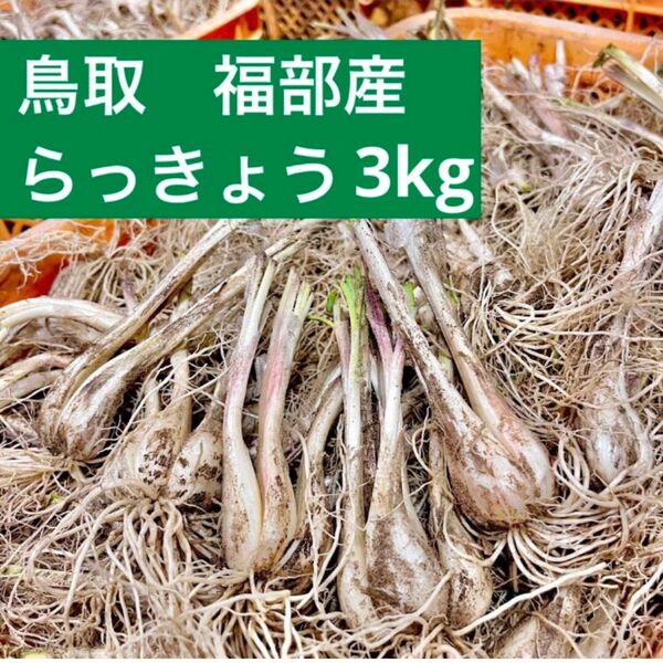 鳥取県産 らっきょう 福部 砂丘 3kg