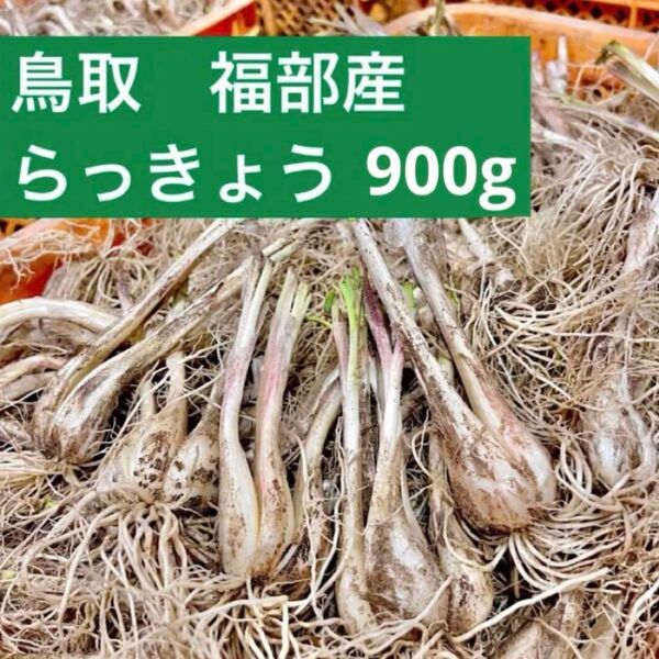 らっきょう 鳥取県産 福部 砂丘 ラッキョウ 900g