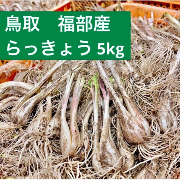 鳥取県産 らっきょう 福部 砂丘 ラッキョウ 5kg