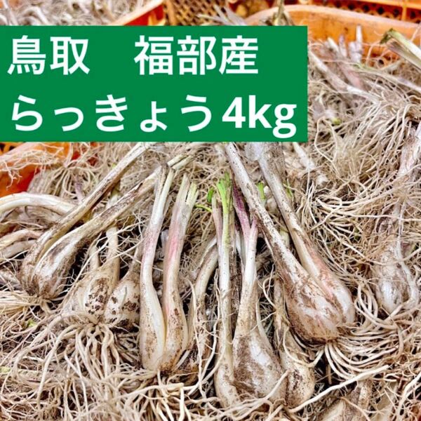 鳥取県産 福部 らっきょう 4kg 砂丘