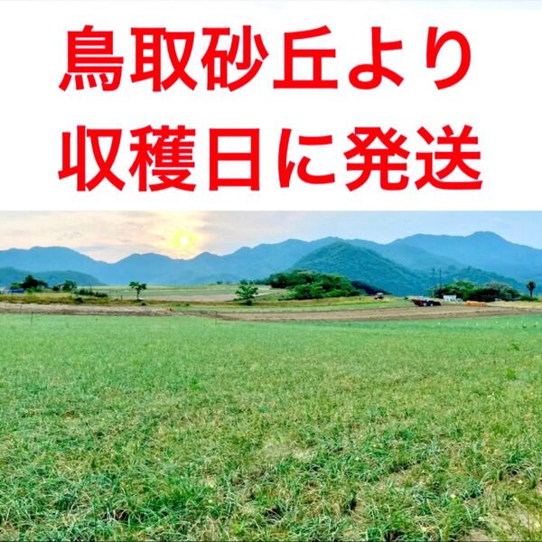 らっきょう 鳥取県産 福部 砂丘 ラッキョウ 900g
