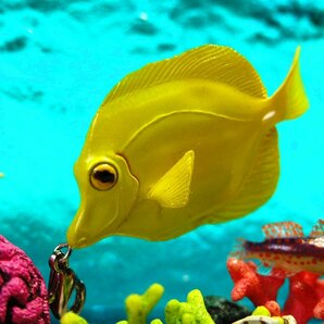 お魚携帯ストラップキイロハギ幸福カラー 水族館海水魚ストラップ ダイバーズアクセサリー 日本代購代bid第一推介 Funbid