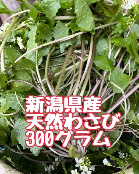 天然わさび 葉わさび 花わさび 山菜