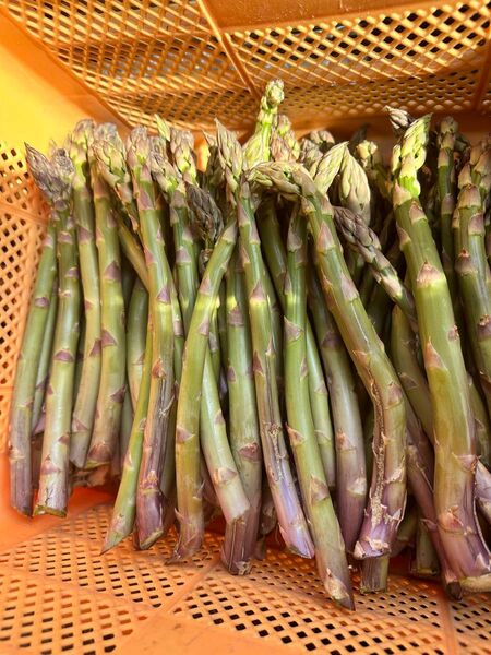 北海道下川町 グリーンアスパラ ハネ品 約2キロ