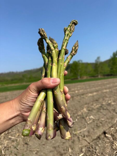 北海道下川町 グリーンアスパラ ハネ品 約1.8キロから2キロ