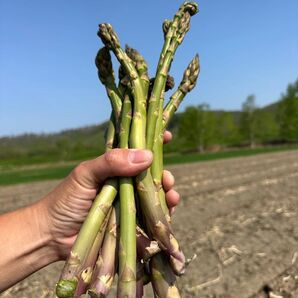 北海道下川町 グリーンアスパラ ハネ品 1.8キロから2キロ