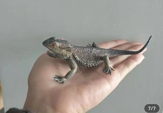 フトアゴヒゲトカゲ フィギュア リアル 爬虫類 いたずら ドッキリ