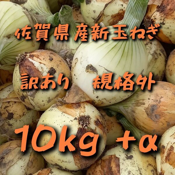 【規格外訳あり】佐賀県産新玉ねぎ10kg+α 新たまねぎ 農家直送