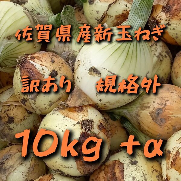 【規格外訳あり】佐賀県産新玉ねぎ10kg+α 新たまねぎ 農家直送