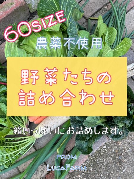 農薬不使用 野菜詰め合わせ 野菜セット 60size