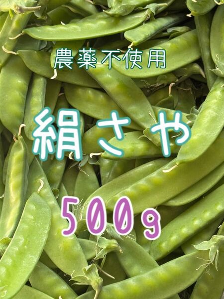 農薬不使用 絹さや キヌサヤ 500g以上