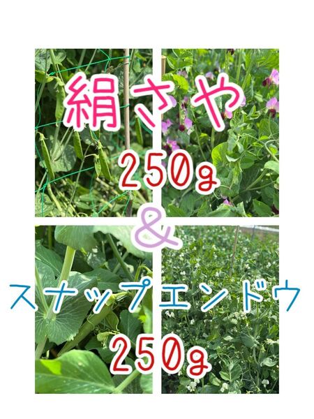 農薬不使用 絹さや スナップエンドウ