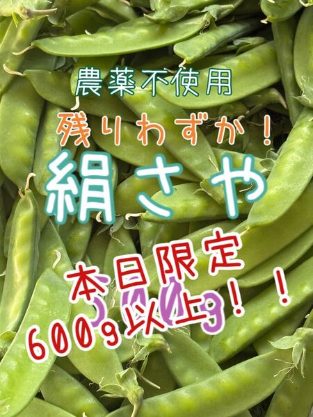 農薬不使用 絹さや キヌサヤ 600g以上!
