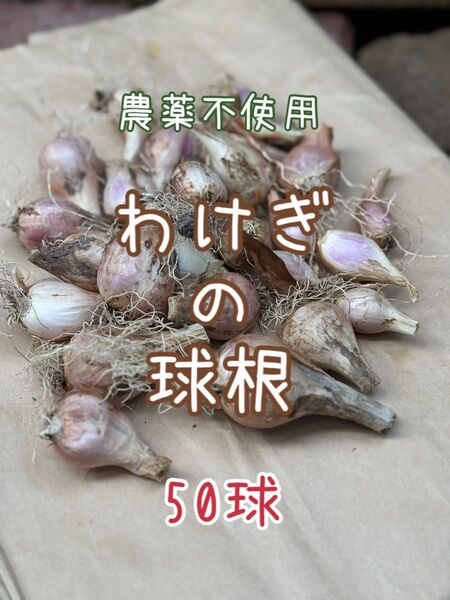 農薬不使用 わけぎ 球根 ワケギ