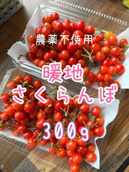 農薬不使用 さくらんぼ 暖地さくらんぼ サクランボ
