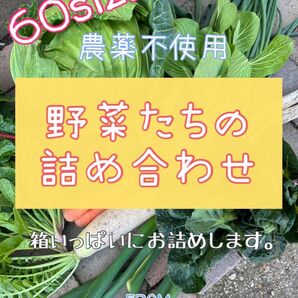 農薬不使用 野菜セット 野菜詰め合わせ 60size