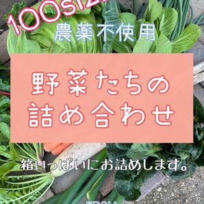 農薬不使用 野菜詰め合わせ 野菜セット 100size