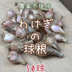 農薬不使用 わけぎ ワケギ 球根