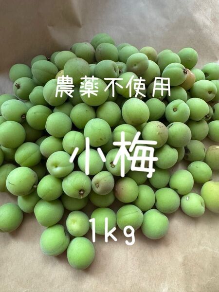 農薬不使用 手摘み 小梅 青梅 箱込み1kg