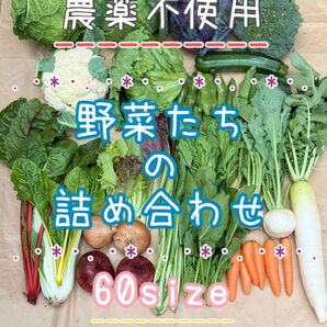 農薬不使用 野菜セット 野菜詰め合わせ 60size