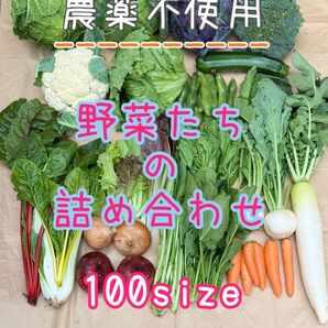 農薬不使用 野菜詰め合わせ 野菜セット 100size