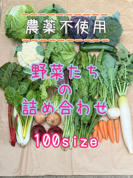 農薬不使用 野菜詰め合わせ 野菜セット 100size