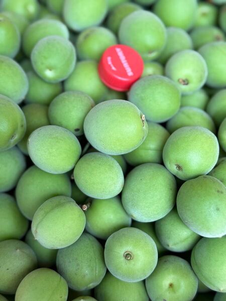 農薬、除草剤不使用 南高梅 青梅 3kg 手摘み