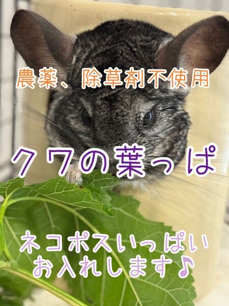 農薬不使用 除草剤不使用 桑の葉っぱ