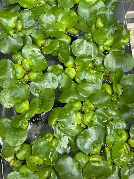 厳選 ホテイアオイ LLサイズ 無農薬 1株 送料無料