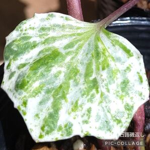 ツワブキ石蕗つわぶき【磯返し】ゆうパケットポスト発送