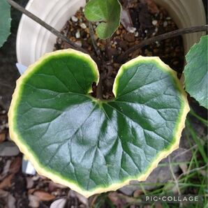ツワブキ石蕗つわぶき【金環】ゆうパケットポスト発送