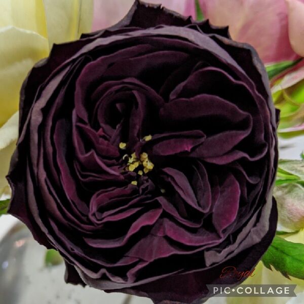 希少切り花品種 市川漆黒花弁 強香強健バラ苗 ポットごとゆうパケットポスト発送
