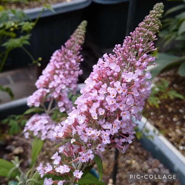 蝶を呼ぶ花 ブッドレア ピンクパールゆうパケットポスト発送