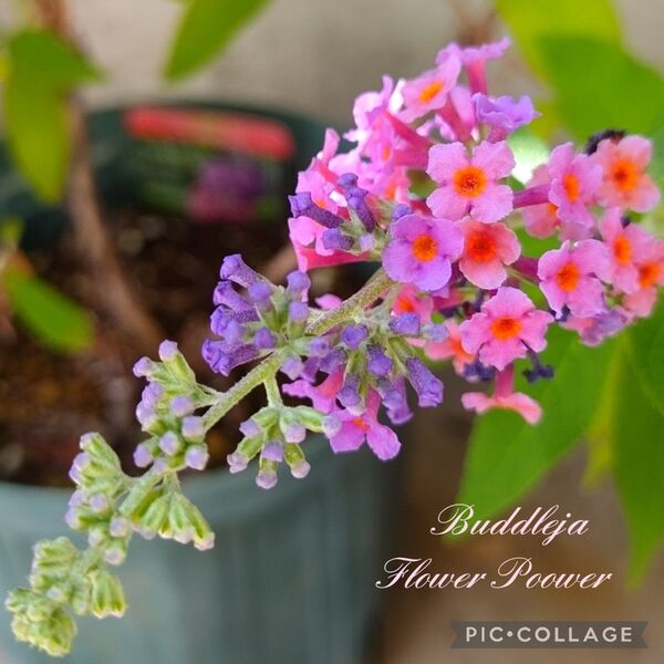 蝶を呼ぶ花ブッドレアフラワーパワー ゆうパケットポスト発送