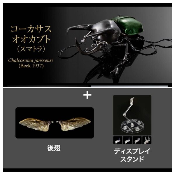 新品 スマトラ 単品 オンライン版 コーカサスオオカブト ディスプレイスタンドセット いきもの大図鑑アドバンス