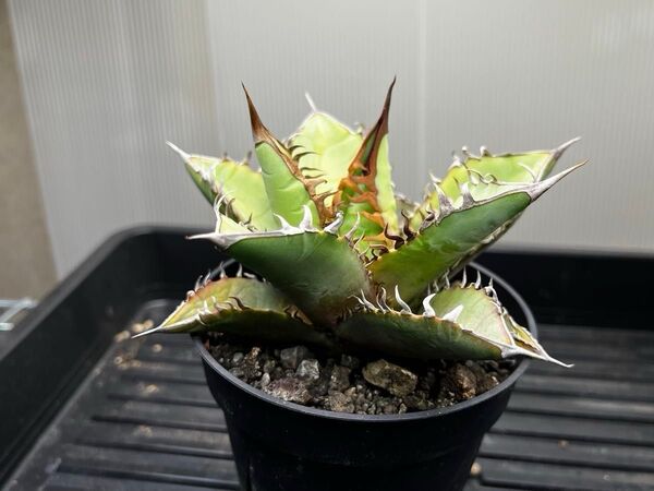 アガベ オテロイ 実生株