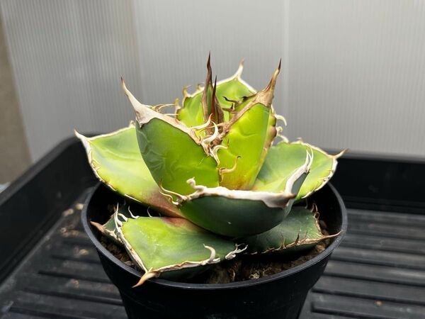 アガベ オテロイ 実生株