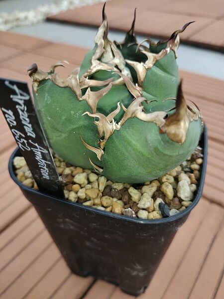 アガベ子株2点セット (検 オアハカ 白犀牛 実生 麻花 ブツブツ