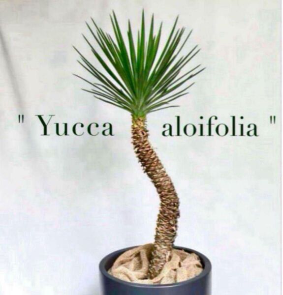 " Yucca aloifolia "①ユッカアロイフォリア ドライガーデンユッカ Yucca アロイフォリア
