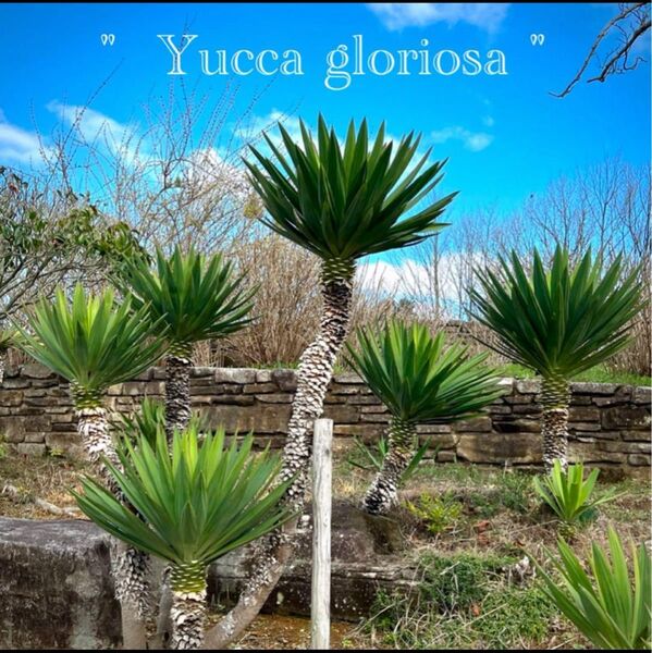 " Yucca gloriosa " ⑧ ユッカグロリオサ キミガヨラン ユッカ
